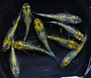 さくら‪✿［新品レア・貝殻光＆ホロ金あり・5mPET］海外 男性5個セット BABY, THE STARS SHINE BRIGHT / Pannier / Drawers